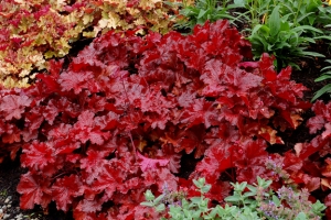 Heuchera 'Forever Red'